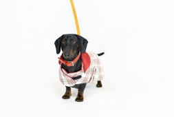 screenshot 2026-01-19 alle 11.17.21