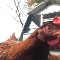 20c1cf99-06da-41ed-906f-f309cec58414