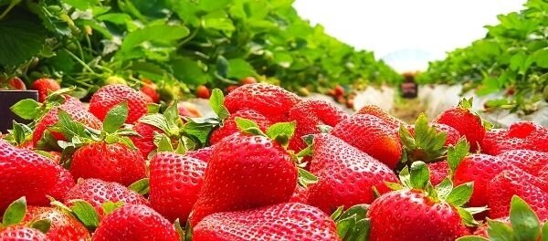 L'odore delle fragole...e forse della cipolla L'odore delle fragole...e forse della cipolla