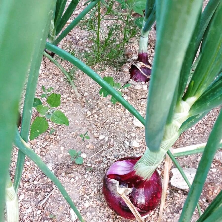 df2a731a-9322-4e8a-92ad-2fac86daab00.jpg df2a731a-9322-4e8a-92ad-2fac86daab00.jpg