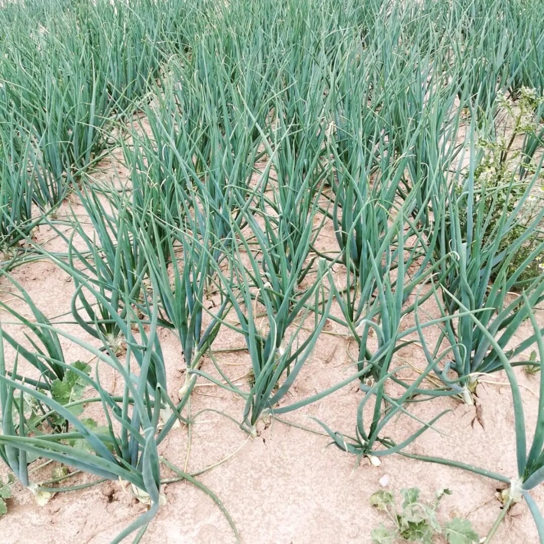 La cipolla rossa di Tropea: clima e terreno del Promontorio di Capo Vaticano (1) La cipolla rossa di Tropea: clima e terreno del Promontorio di Capo Vaticano (1)