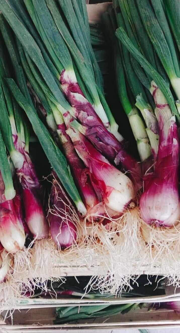 The red onion from Tropea 1 The red onion from Tropea 1