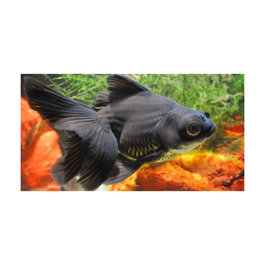 Fantail nero