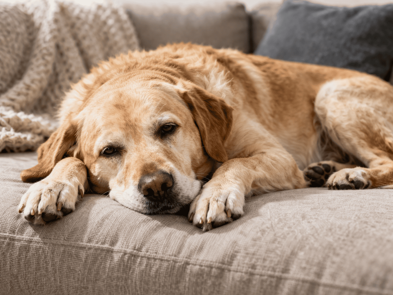 cane letargico apatico sintomi debolezza veterinario milano visita domicilio