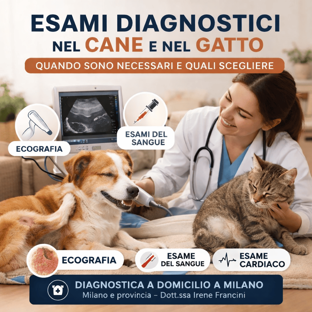ecografia cane gatto veterinario esami diagnostici a domicilio milano
