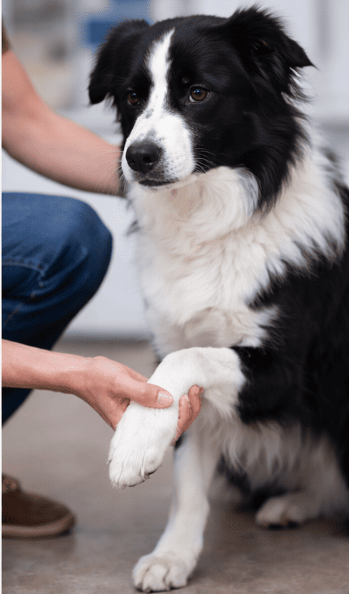 Cane che zoppica: cause più comuni e quando preoccuparsi