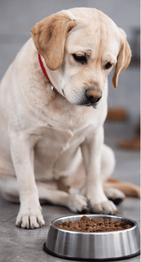 cane che non mangia davanti alla ciotola possibile sintomo di inappetenza nel cane