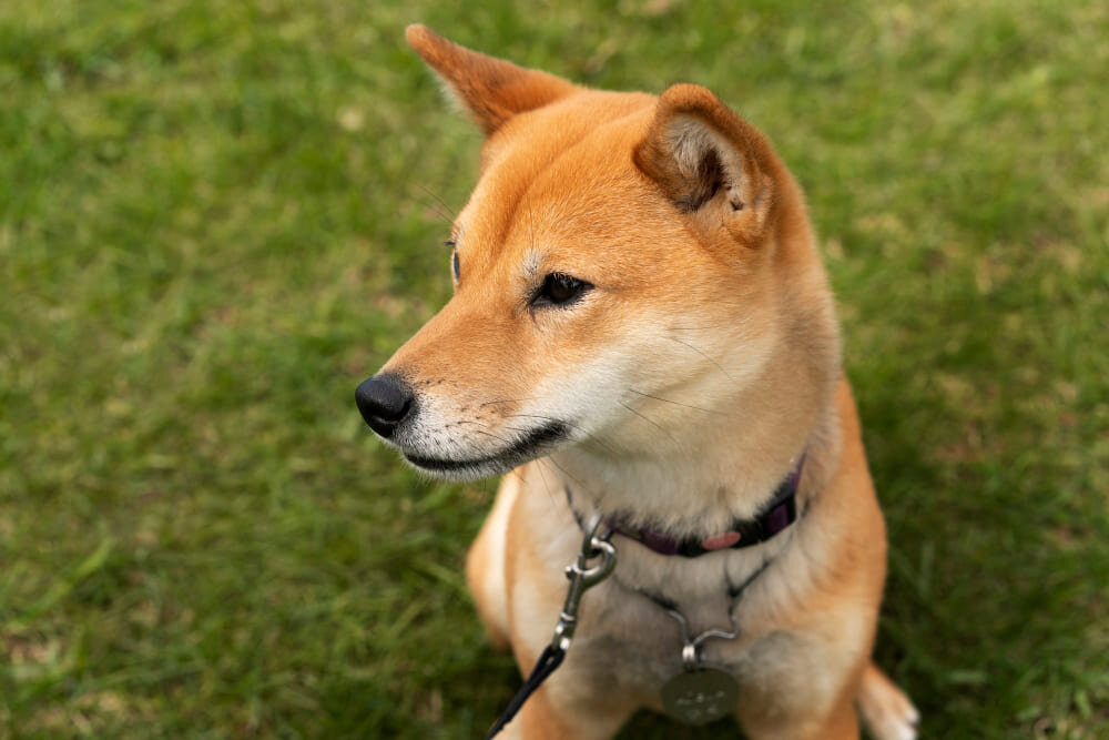 Shiba Inu con dermatite e prurito durante visita veterinaria a domicilio a Milano