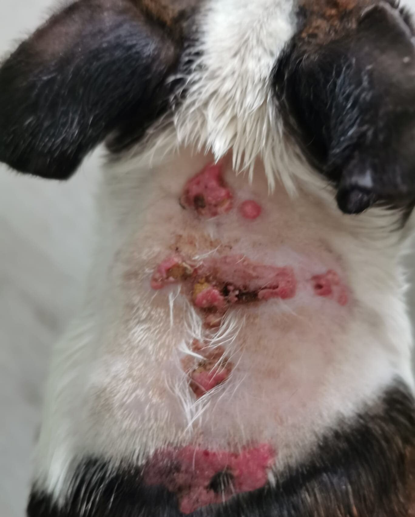 calcinosi cutanea cane prima del trattamento lesioni cutanee cane poldo dermatologia veterinaria