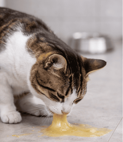 gatto che vomita sul pavimento possibile sintomo di disturbo gastrointestinale nel gatto