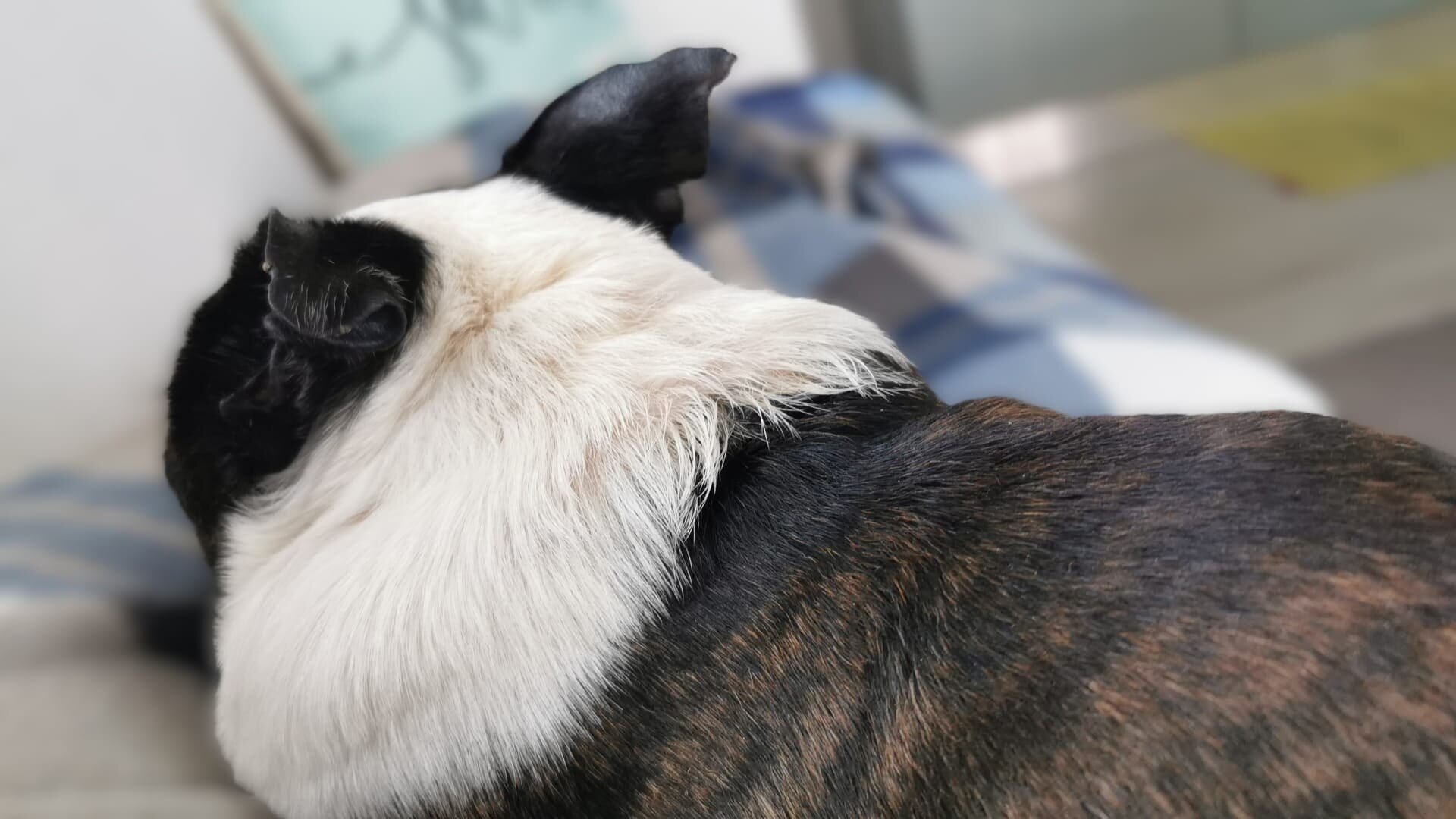 cane dopo trattamento calcinosi cutanea miglioramento pelle cane pelo ricresciuto