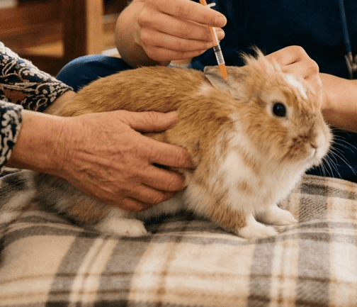 Veterinario durante vaccinazione a domicilio di un coniglio contro mixomatosi e MEV a Milano