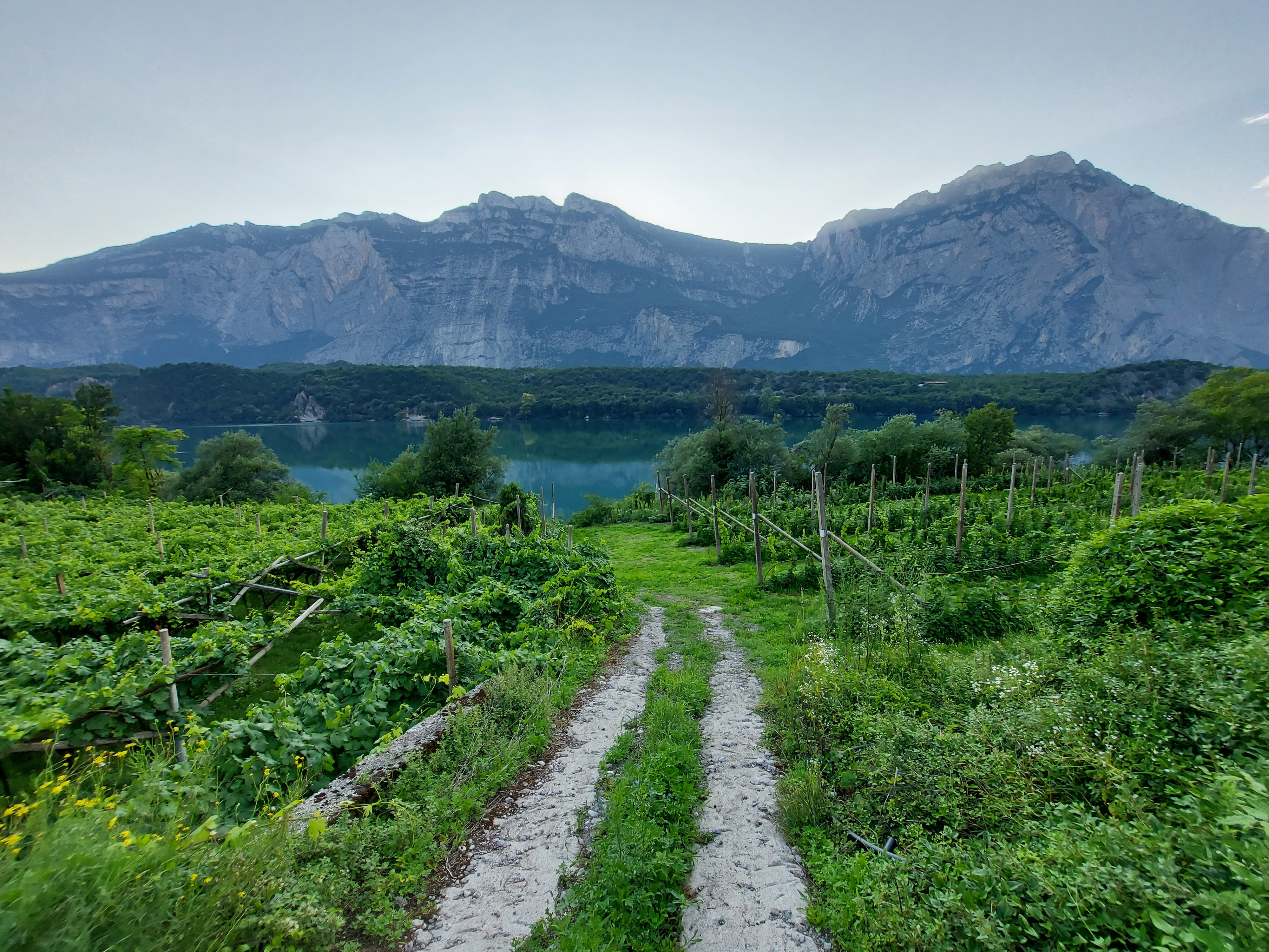 DIVIN NOSIOLA, QUANDO IL VINO SI FA SANTO NELLA VALLE DEI LAGHI DEL TRENTINO