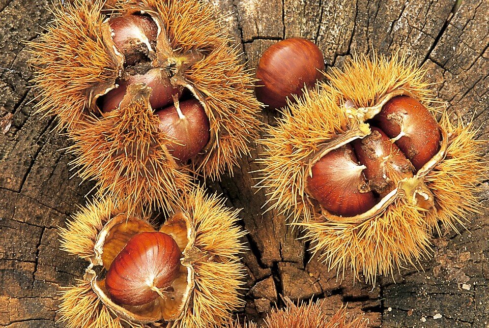 castagna_roscetta_arssa.jpeg castagna_roscetta_arssa.jpeg