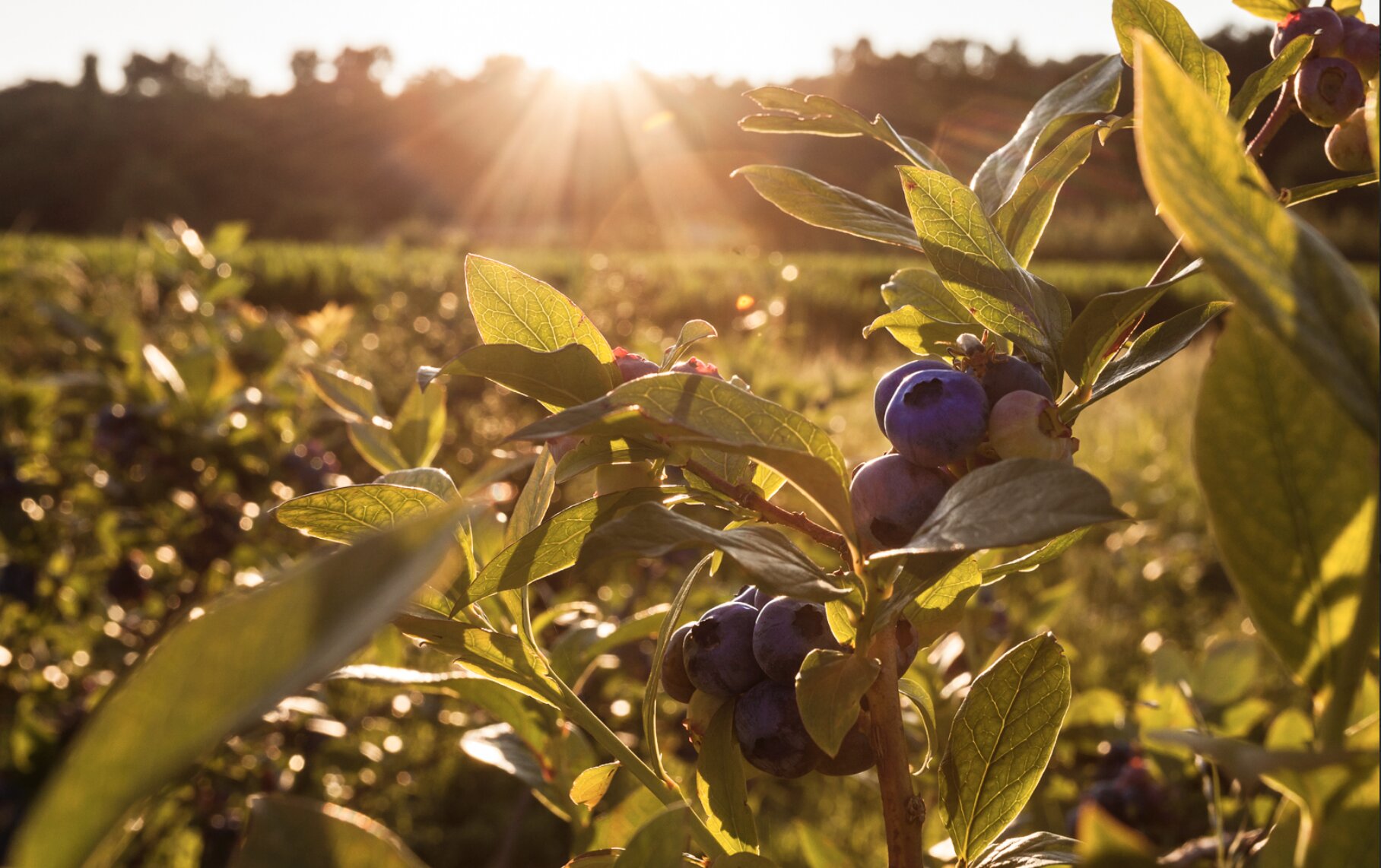 LA SAGRA DEL MIRTILLO E DELLE ECCELLENZE MONCRIVELLESI COMPIE 10 ANNI