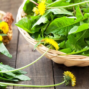 insalata-tarassaco.jpeg insalata-tarassaco.jpeg