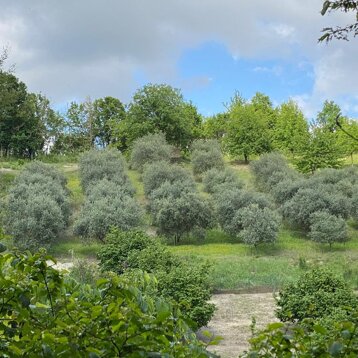 uliveto monferrino.jpeg