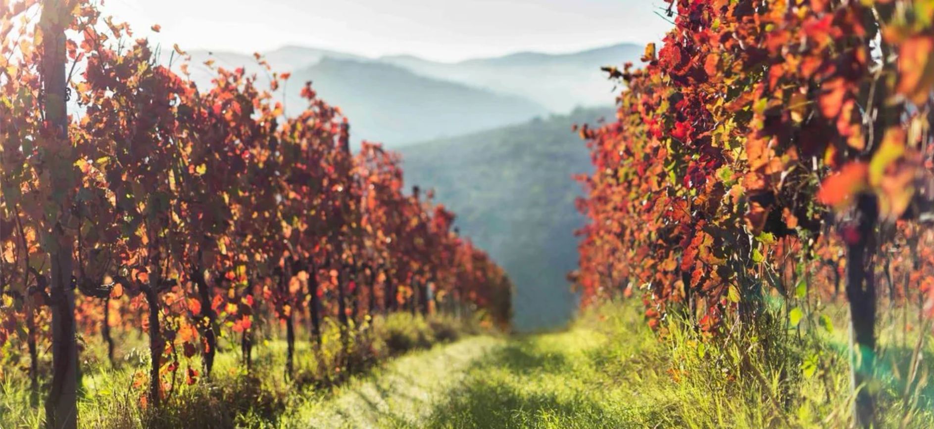 copertina-wine-lovers-dicembre-25.png copertina-wine-lovers-dicembre-25.png