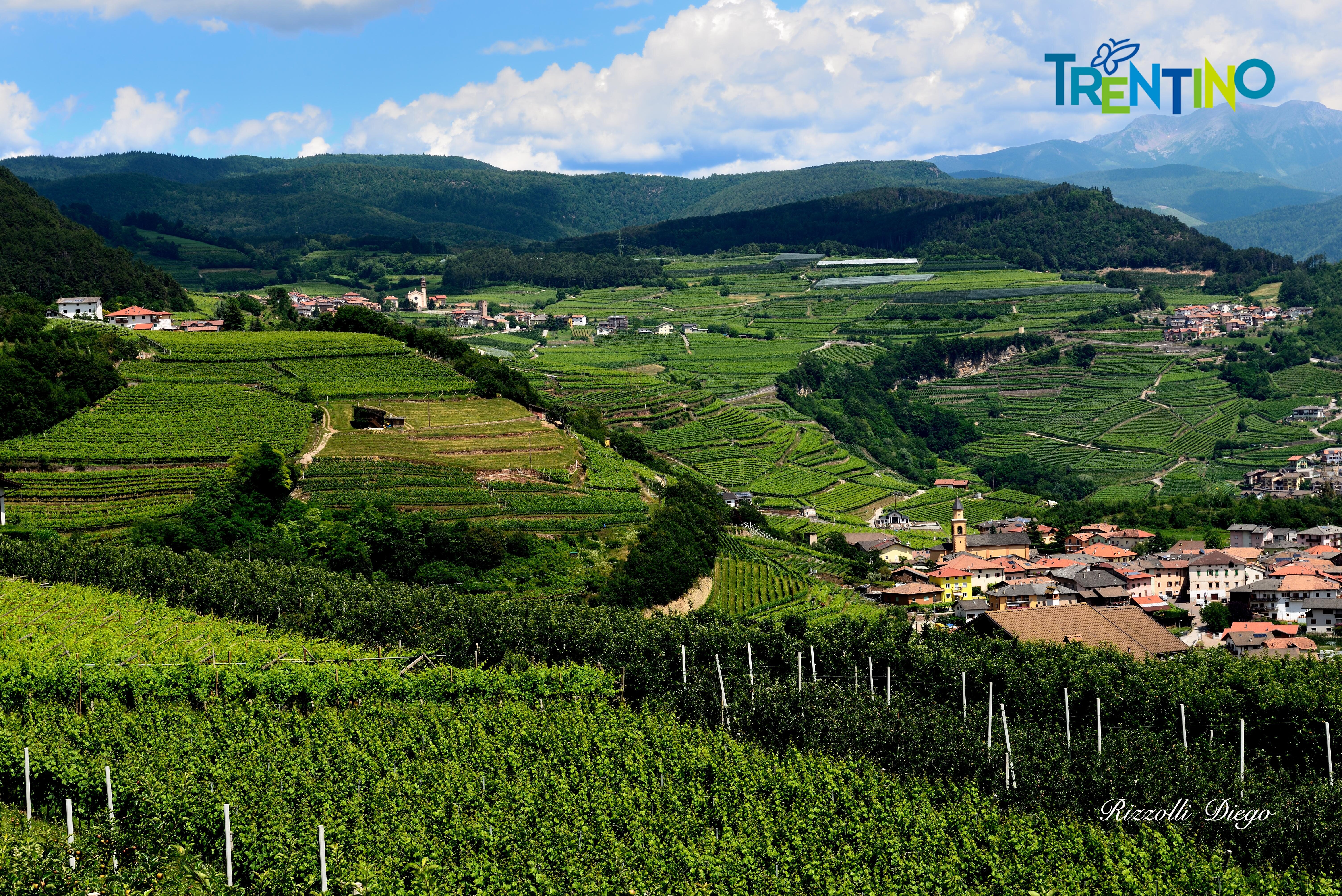 LA VAL DI CEMBRA CELEBRA IL MÜLLER THURGAU, VINO DI MONTAGNA