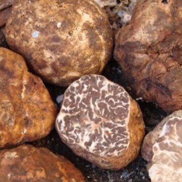 tartufo marzuolo.jpeg