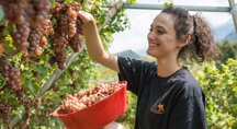 vendemmia a giovo_d mortara (13)@2x.jpeg