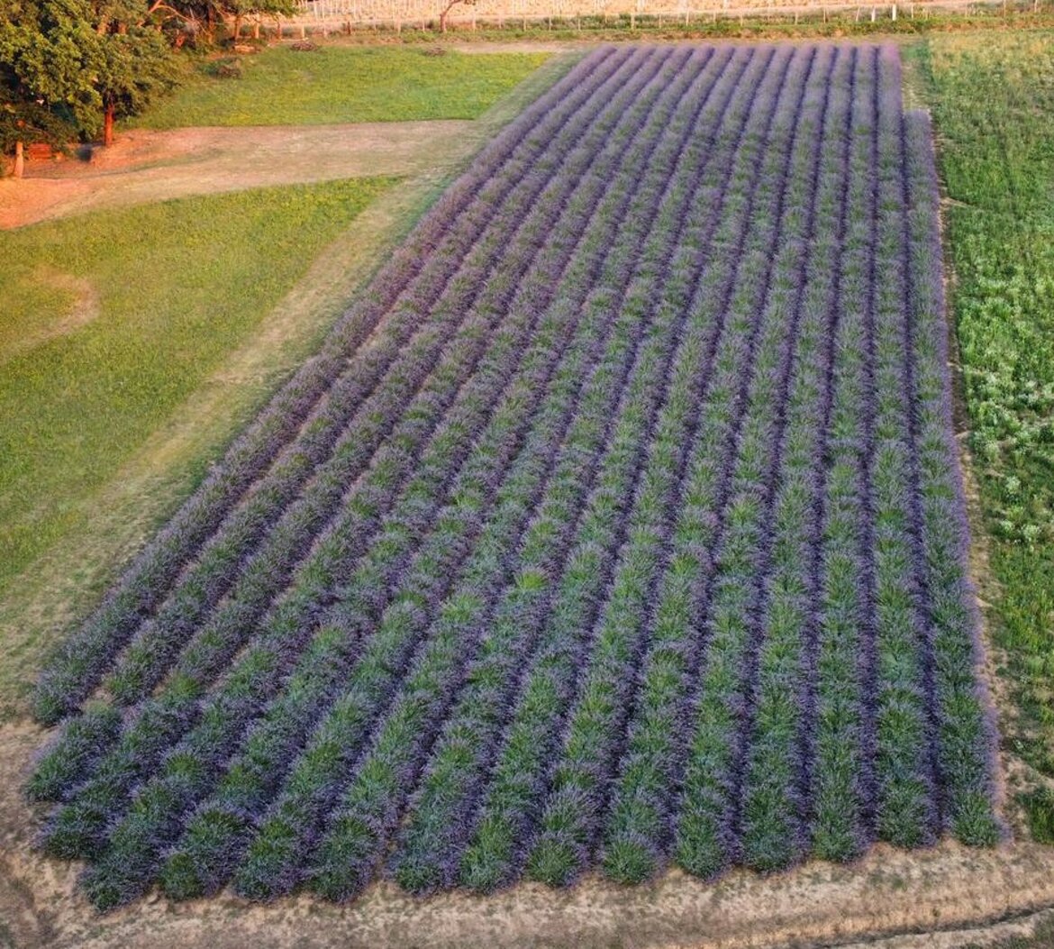Campo di lavanda