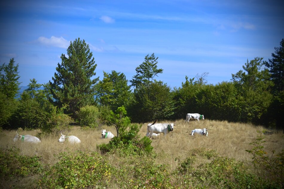 c771adb3-dddd-4245-8a37-8ea5043692c2 c771adb3-dddd-4245-8a37-8ea5043692c2