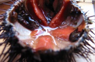 25508_113230038694462_5041220_n.jpeg 25508_113230038694462_5041220_n.jpeg