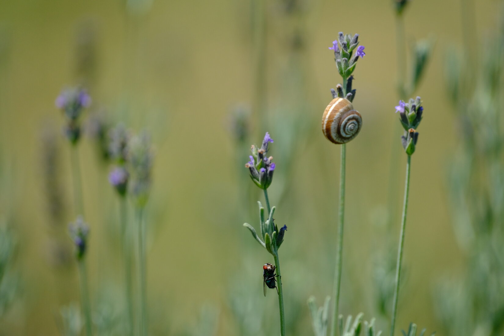 campo di lavanda di Bake