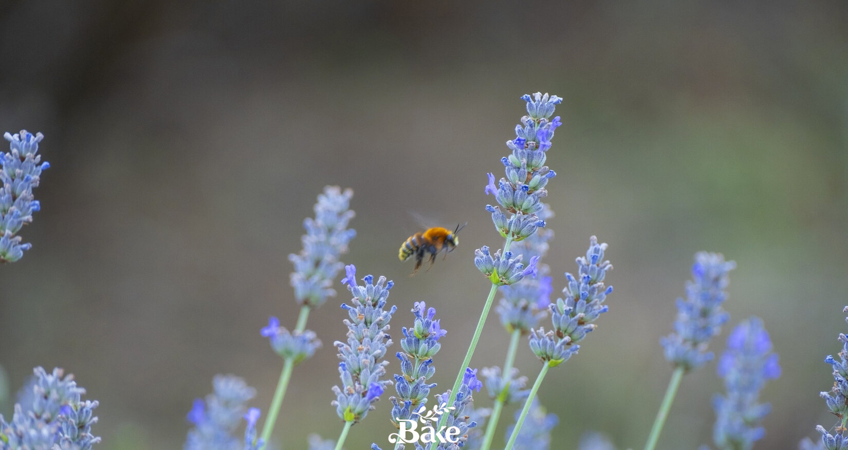lavanda bake ape timbrata.jpeg