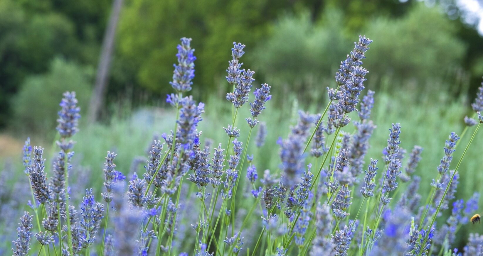 campo di lavanda di Bake