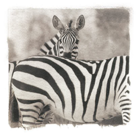 ZEBRA - Equus burchelli 13x13 cm ZEBRA - Equus burchelli 13x13 cm