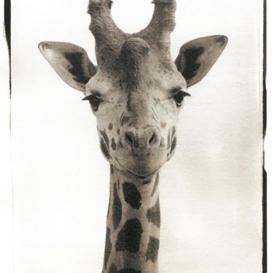 GIRAFFA - Giraffa camelopardalis 14x18 cm GIRAFFA - Giraffa camelopardalis 14x18 cm