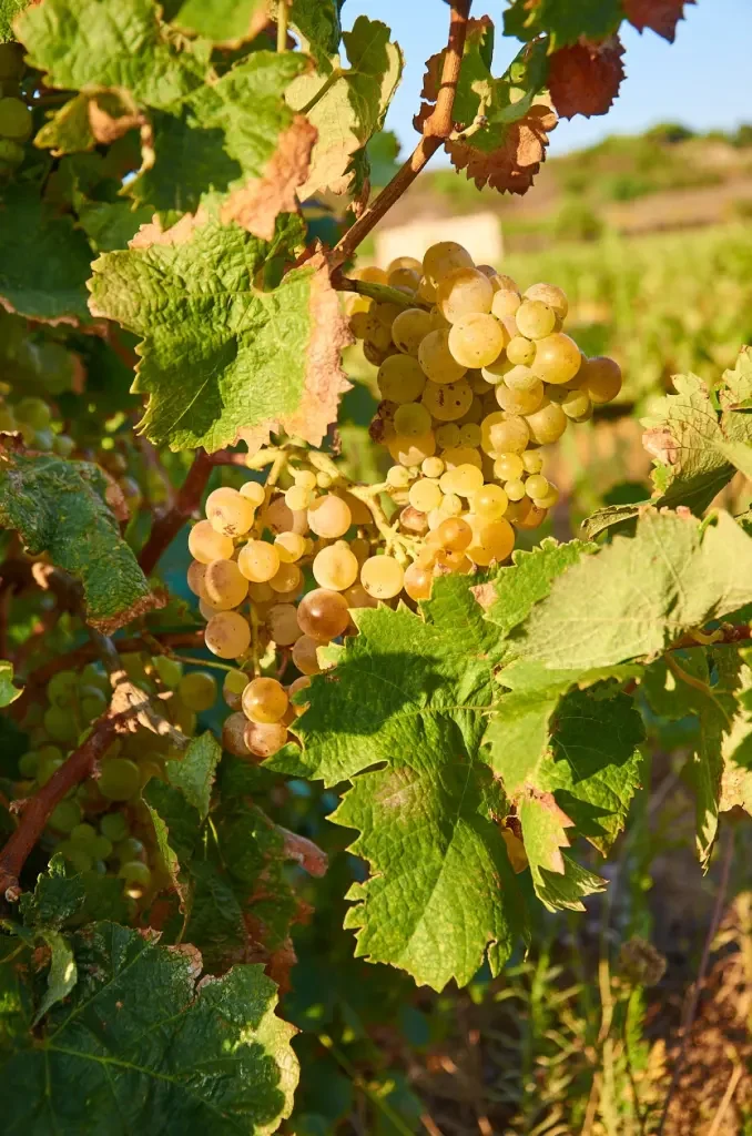L&rsquo;Oro Liquido del Mediterraneo: Alchimia e Potere nei Cru di Sicilia