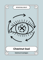 7-chestnut-bud-gemma-di-castagno