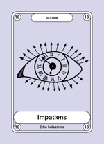 18-impatiens-erba-balsamina