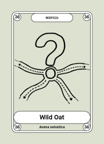 36-wild-oat-avena-selvatica