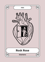 26-rock-rose-eliantemo