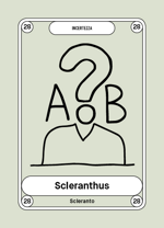 28-scleranthus-scleranto