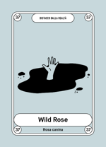 37-wild-rose-rosa-canina
