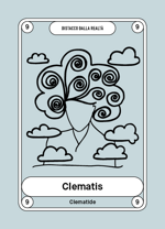 9-clematis-clematide