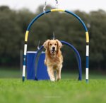 hoop
