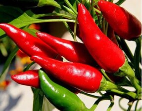 peperoncino-profumo