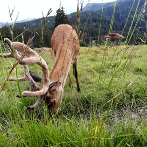 Parco Paneveggio Trentino