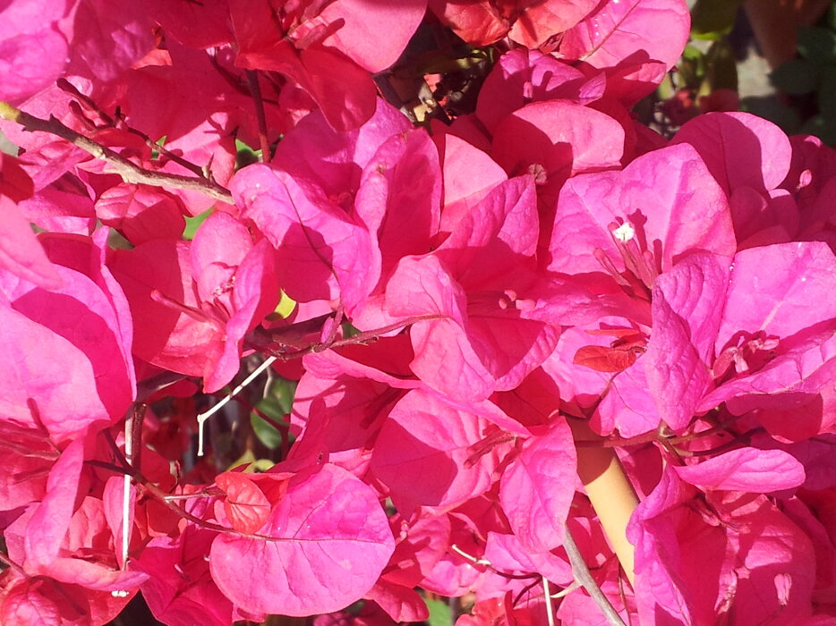bougainvillea fiore.jpeg bougainvillea fiore.jpeg