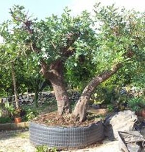 Esemplare di Ceratonia siliqua