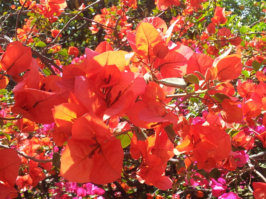 bougainvillea arancio 2.jpeg bougainvillea arancio 2.jpeg