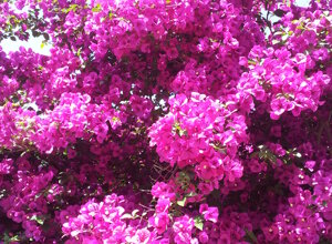 bougainvillea%20sanderiana%206.jpeg bougainvillea%20sanderiana%206.jpeg