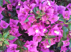 bougainvillea%20sanderiana%208.jpeg