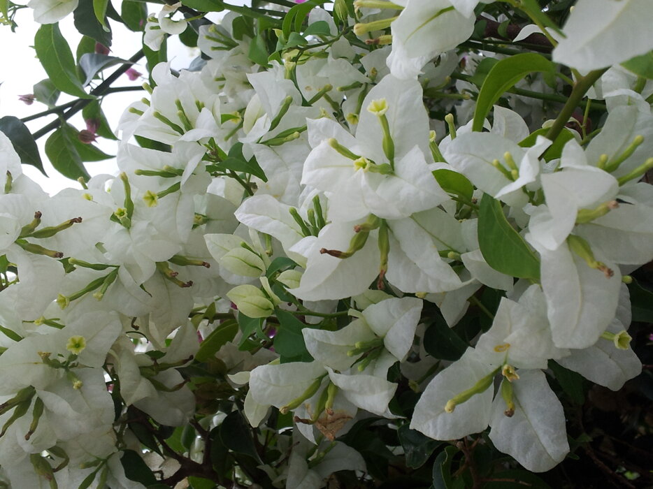 bougainvillea bianca.jpeg bougainvillea bianca.jpeg